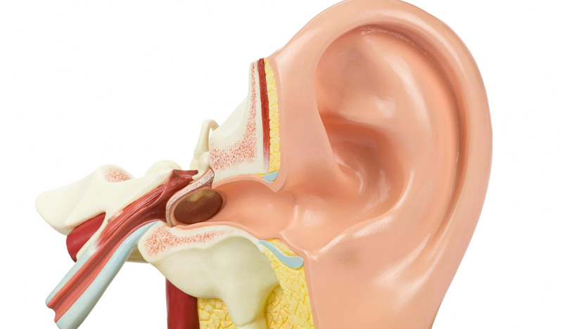Congential-Artresia-of-the-Ear-Dr.-Hamid-Djalilian