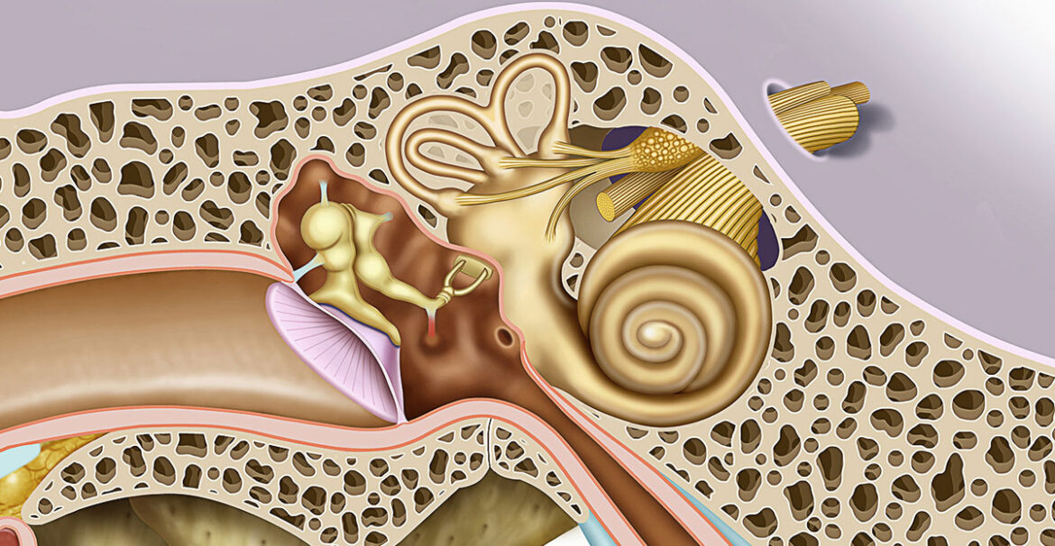 Endoscopic Skull Base Surgery - ENT Doctor | Ear and Tinnitus ...