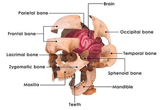 Temporal-Bone-Tumors